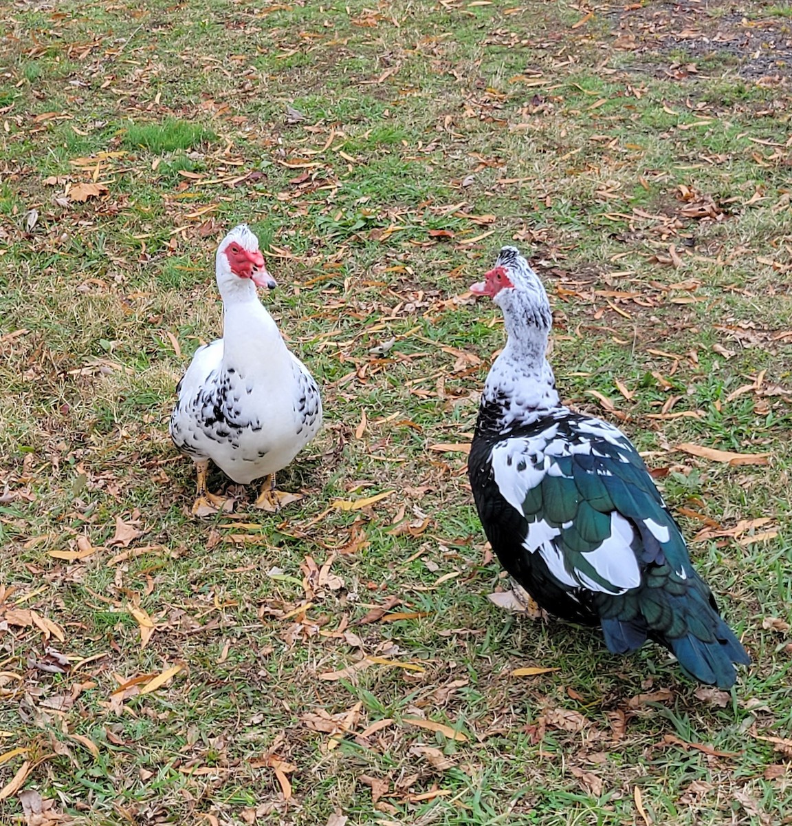 Muscovy Duck (Domestic type) - ML611250782