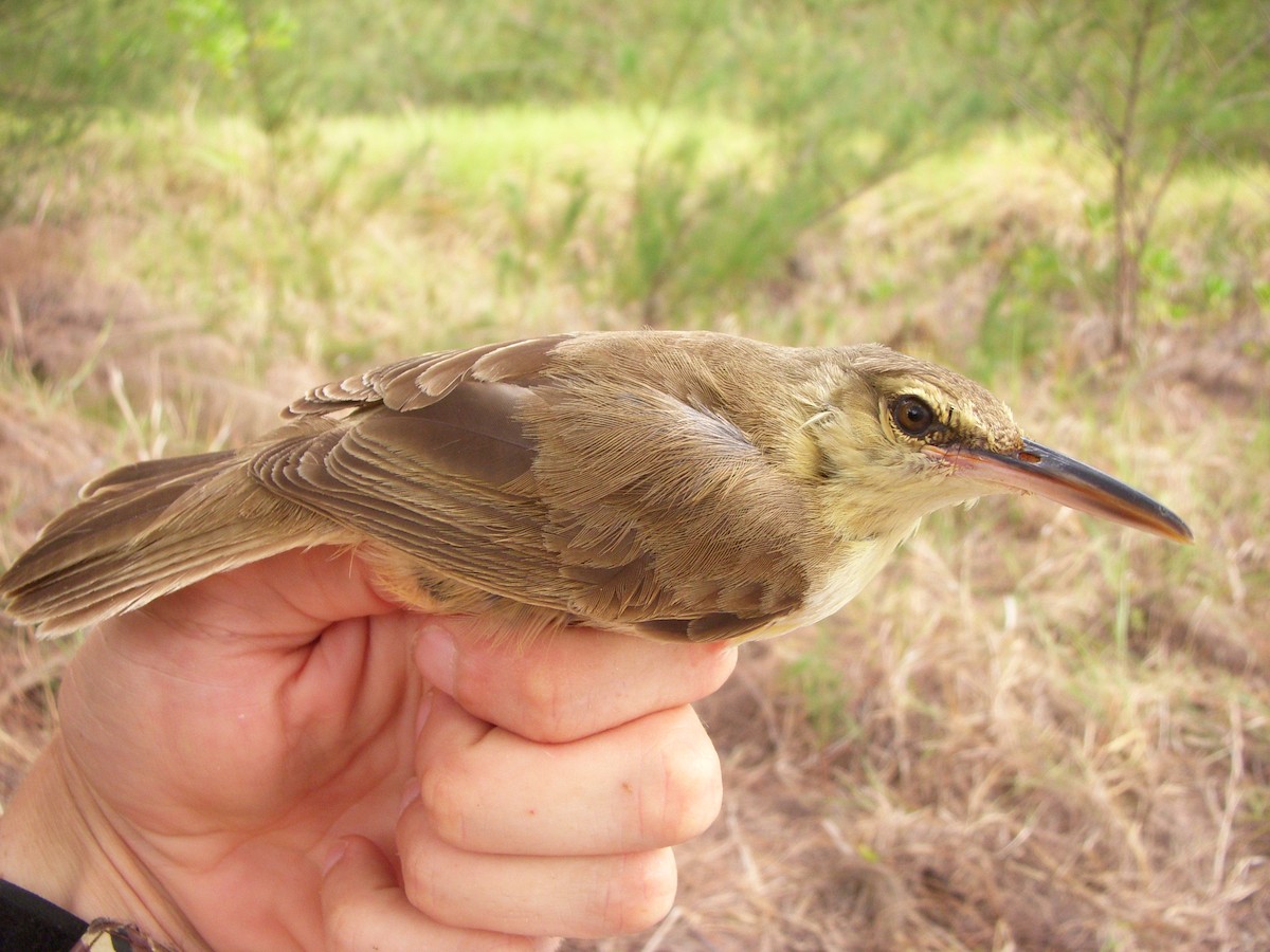 Saipan Reed Warbler - James Bradley