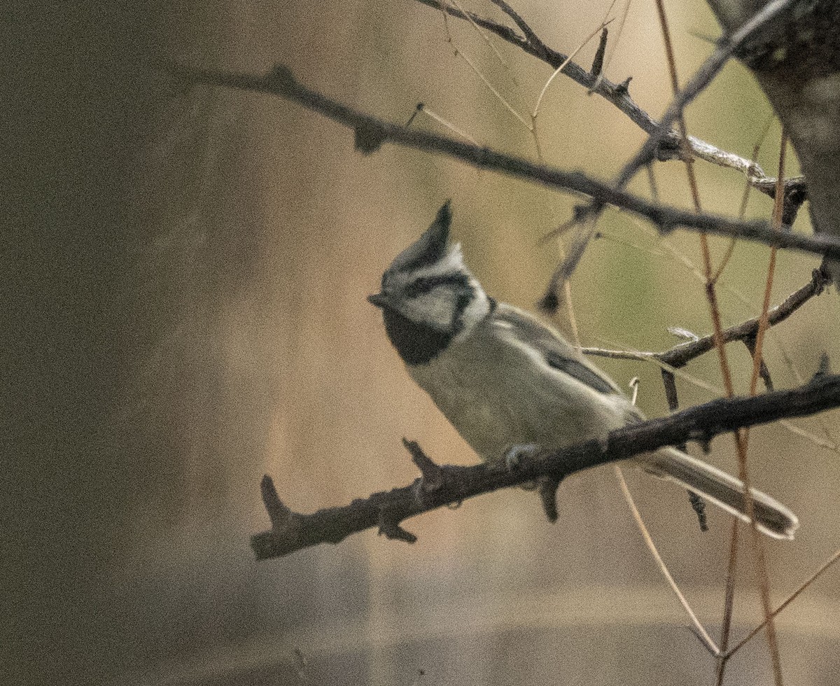 Bridled Titmouse - ML611250866