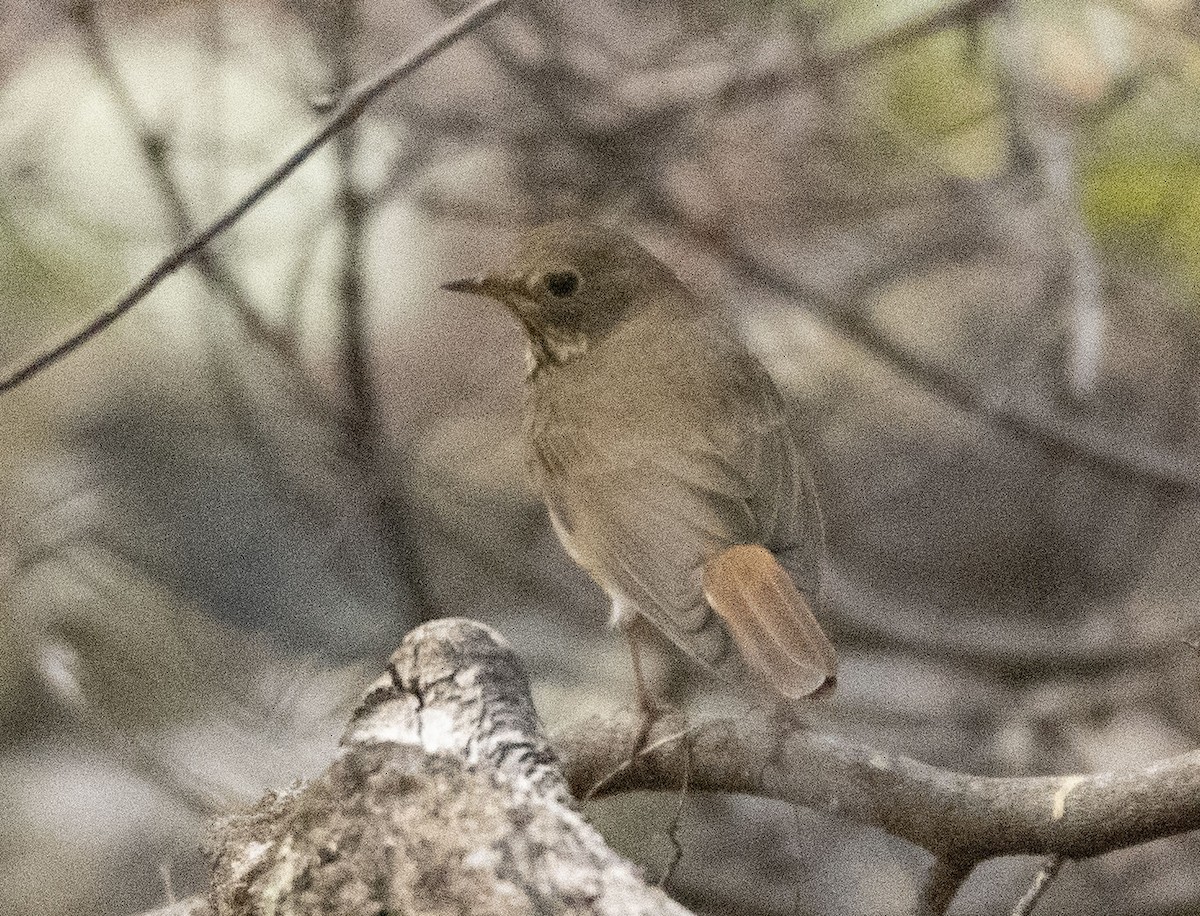 Hermit Thrush - ML611250878