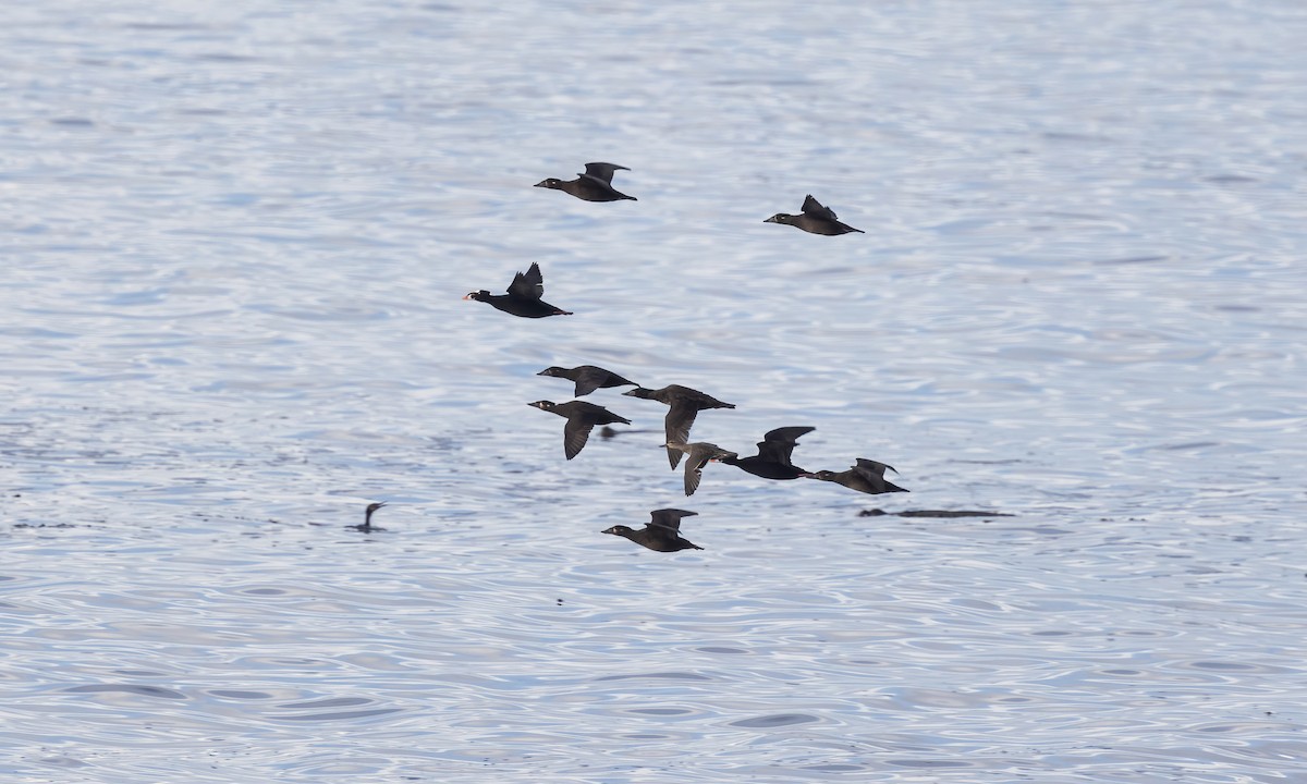 Surf Scoter - ML611250905