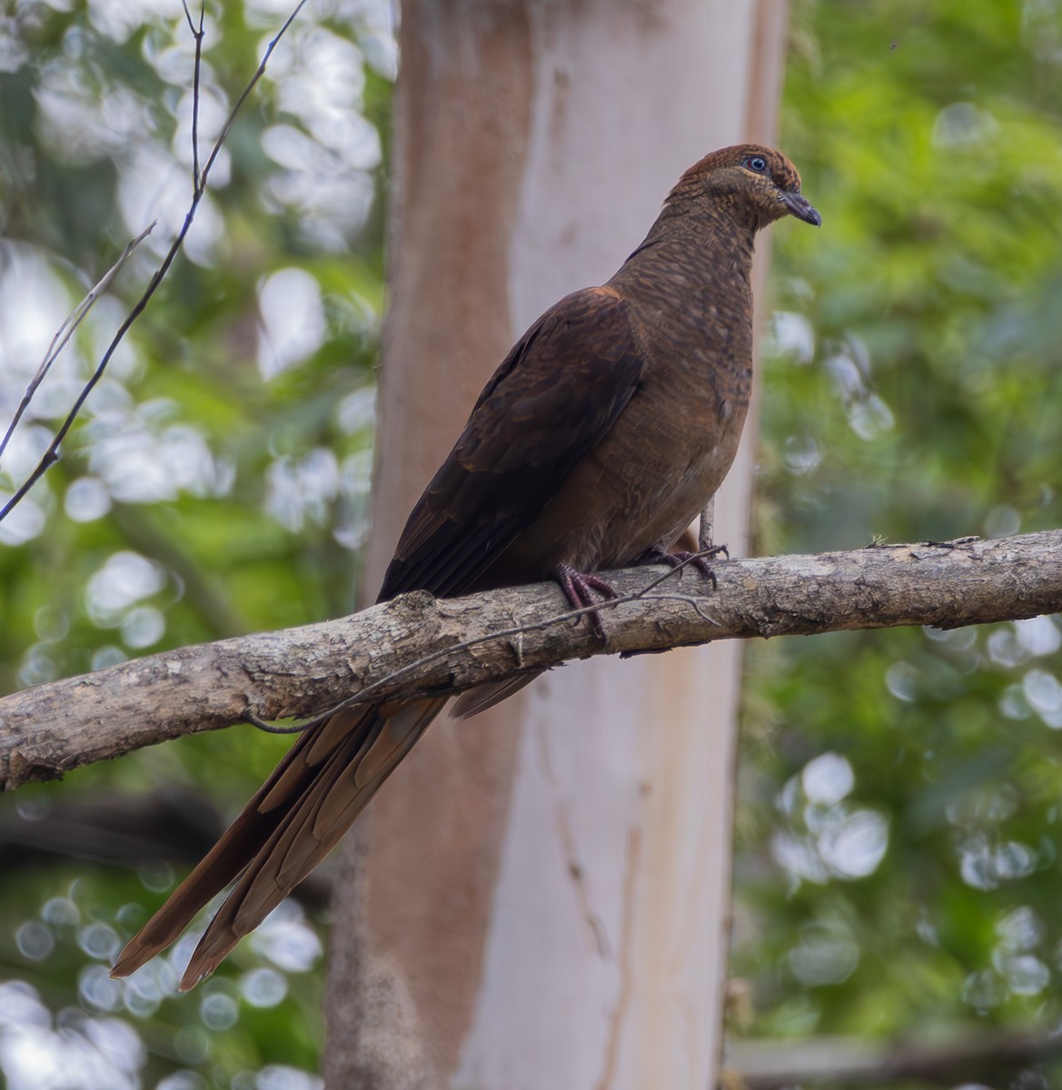 Brown Cuckoo-Dove - ML611250937