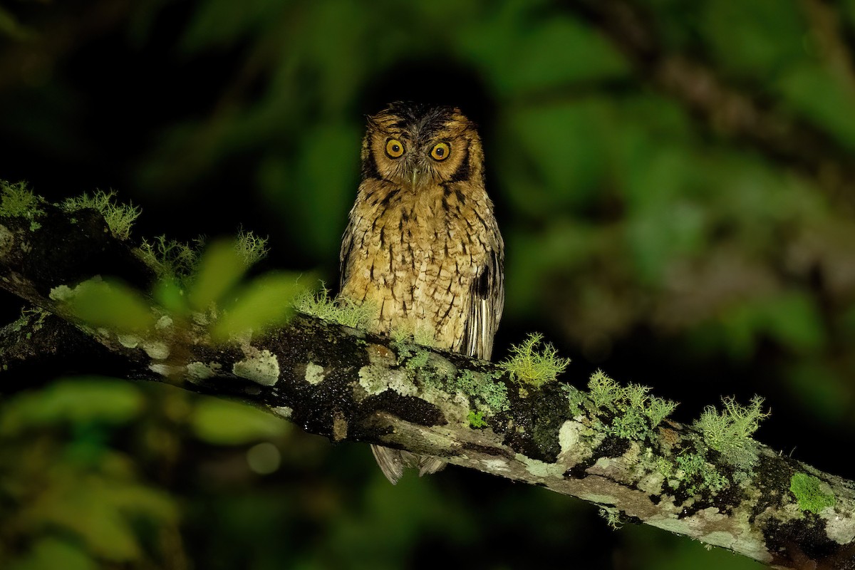 Peruvian Screech-Owl - Thibaud Aronson