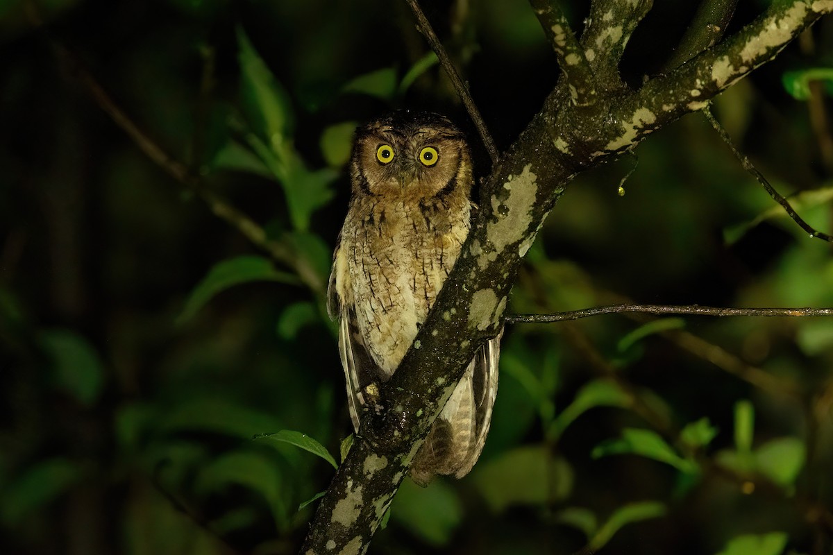 Peruvian Screech-Owl - Thibaud Aronson