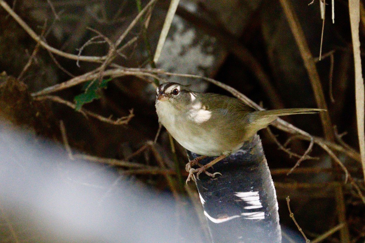 Olive Sparrow - Paul Petrus