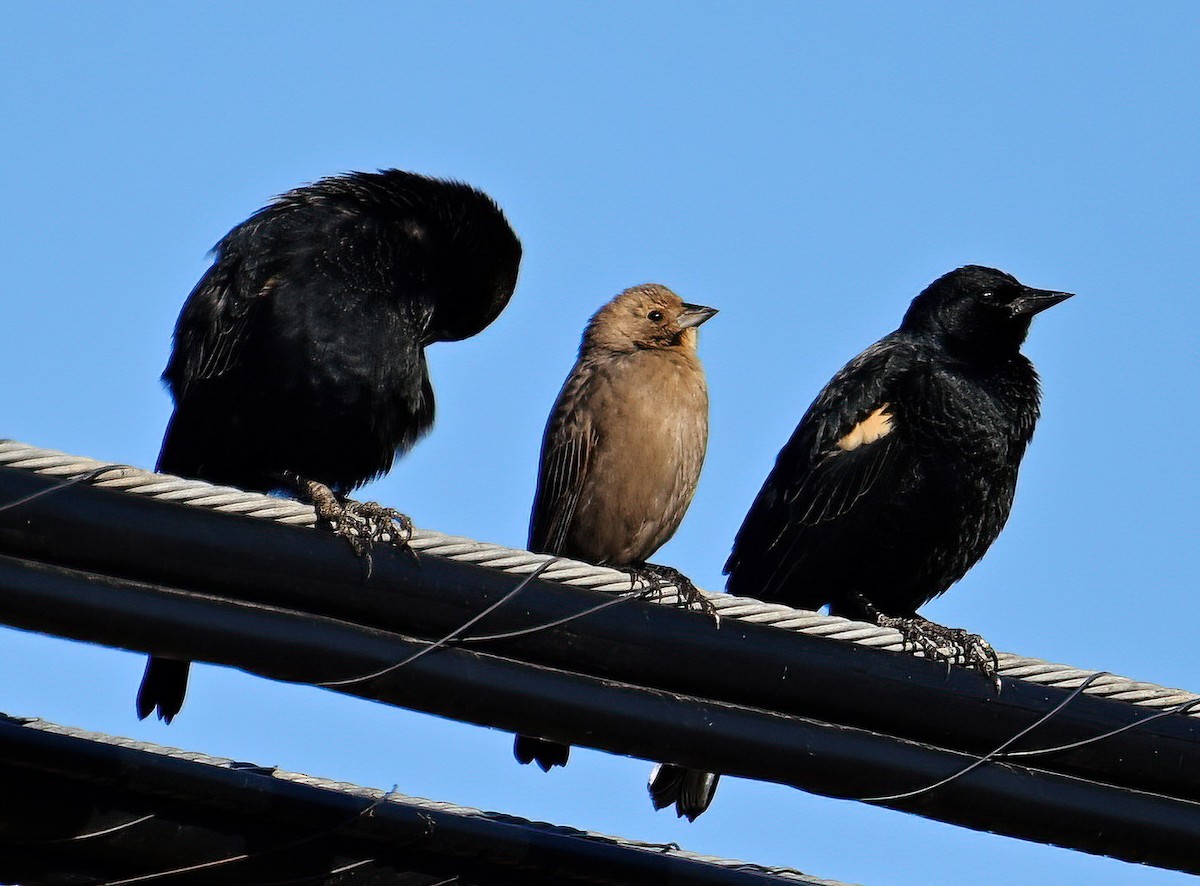 Brown-headed Cowbird - ML611251066