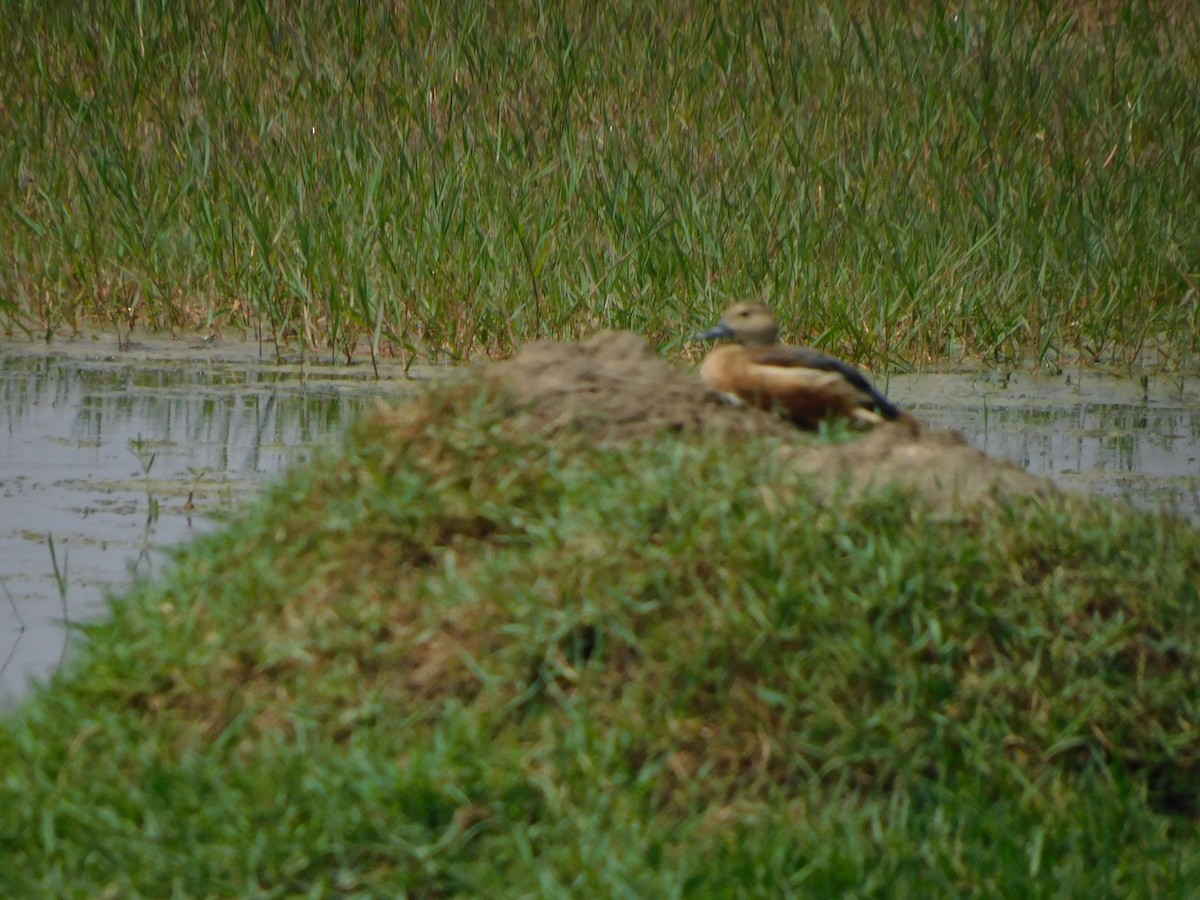Lesser Whistling-Duck - kalpana jayaraman
