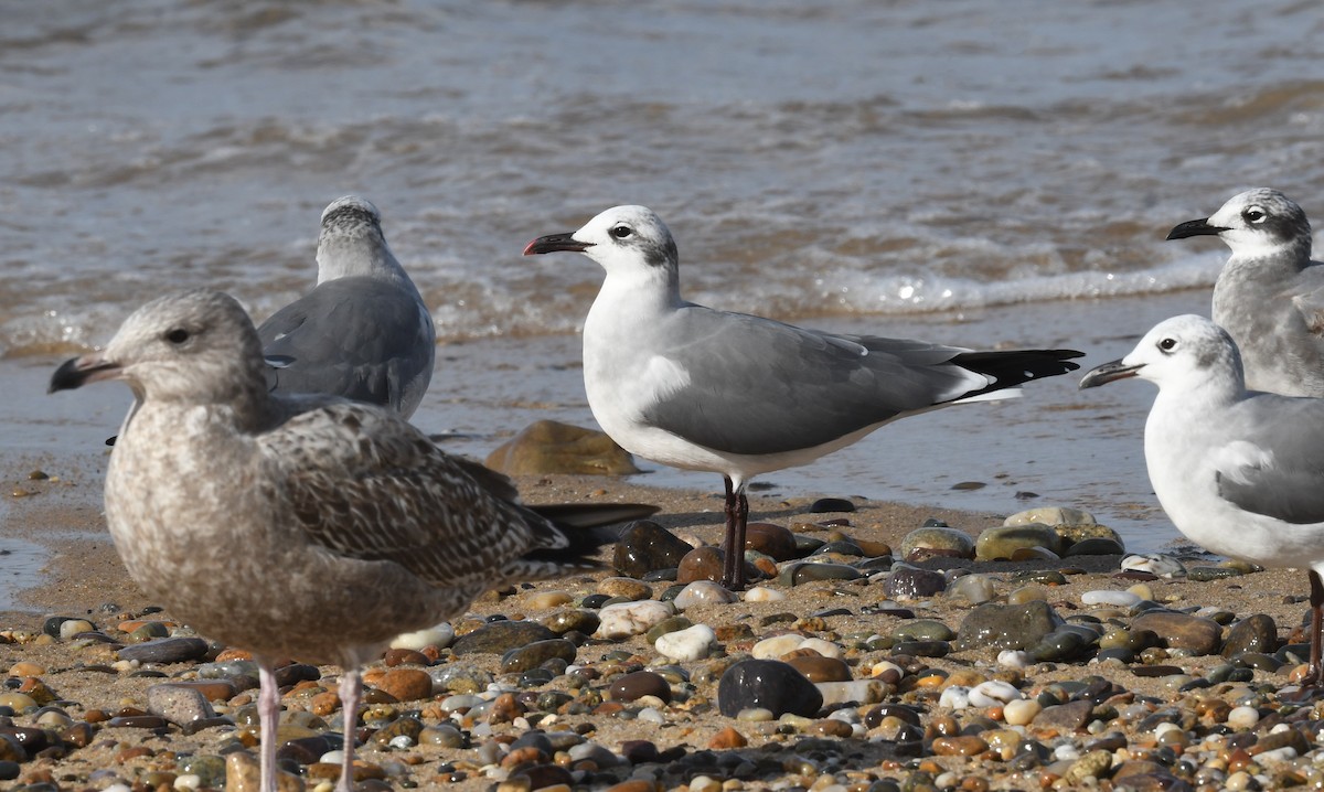 Laughing Gull - ML611251098