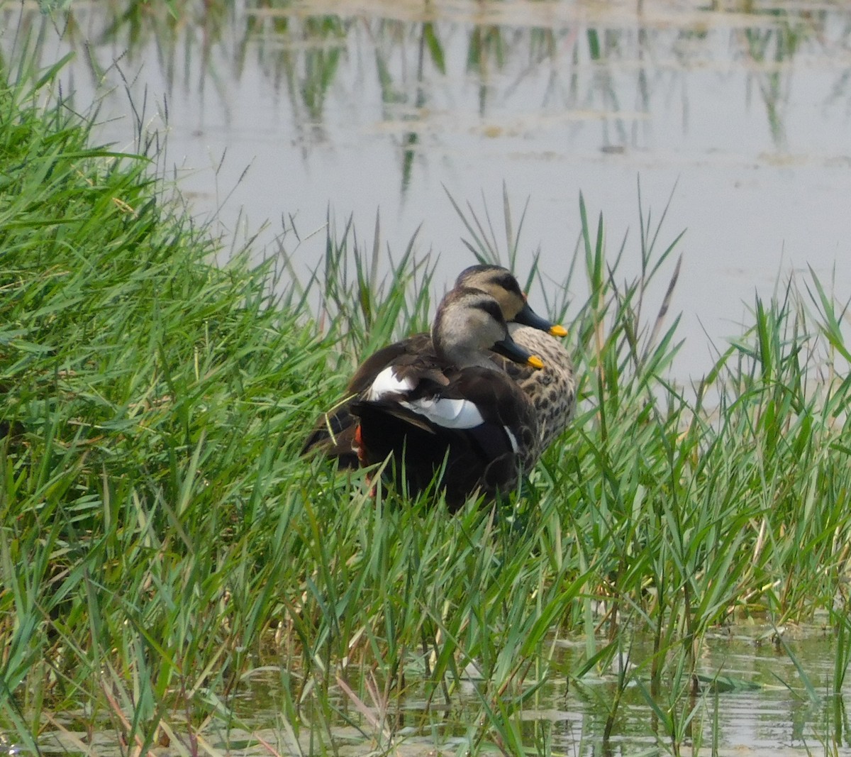 Indian Spot-billed Duck - ML611251105