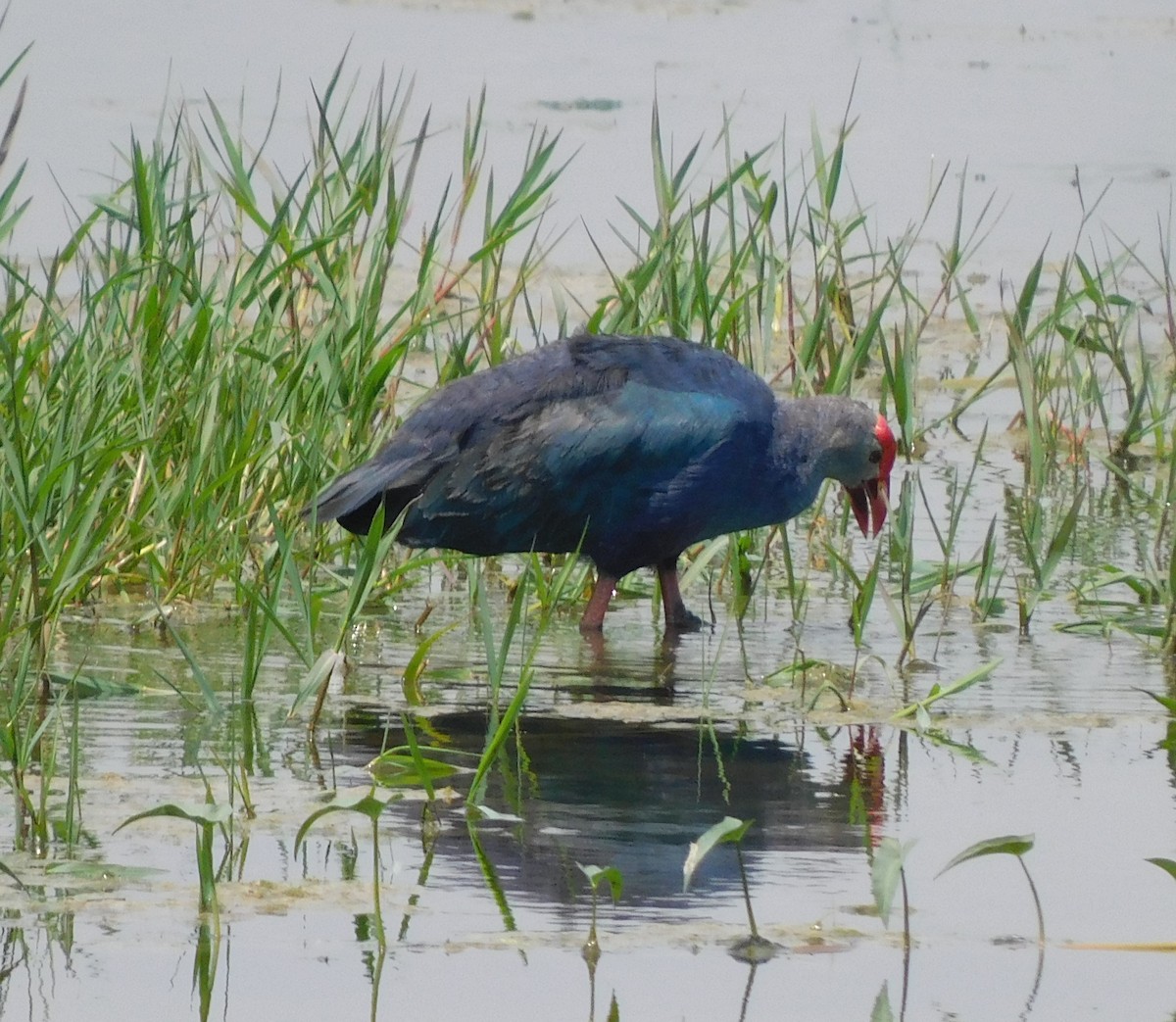 Gray-headed Swamphen - ML611251172