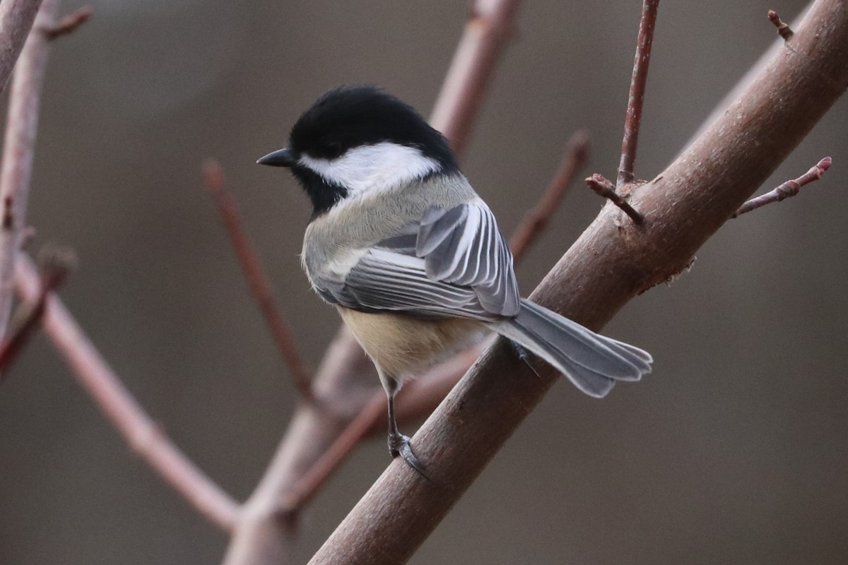 Black-capped Chickadee - ML611251208