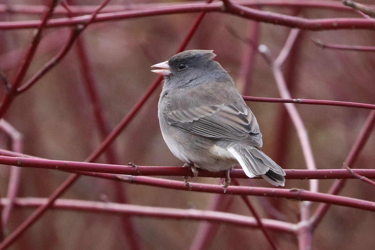 Junco Ojioscuro - ML611251220