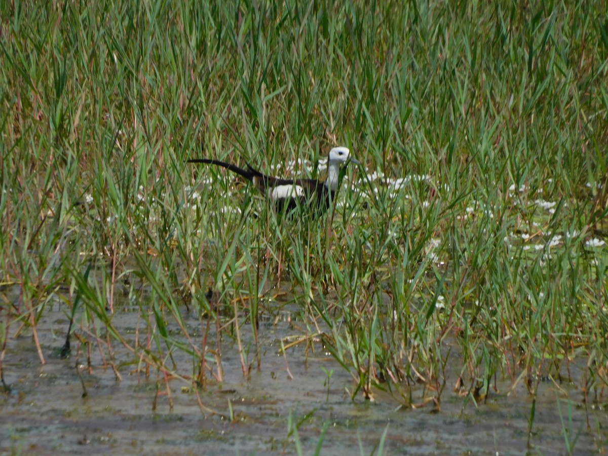 Pheasant-tailed Jacana - kalpana jayaraman