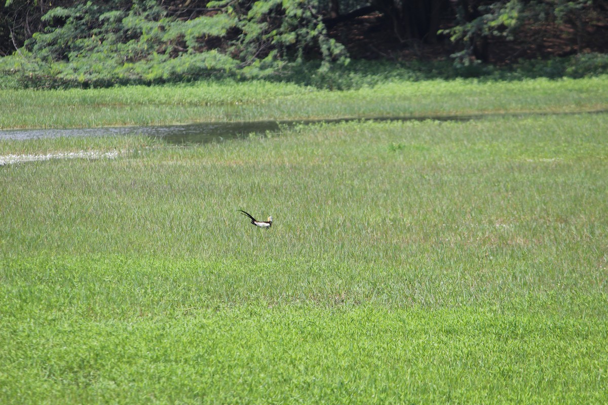 Pheasant-tailed Jacana - kalpana jayaraman