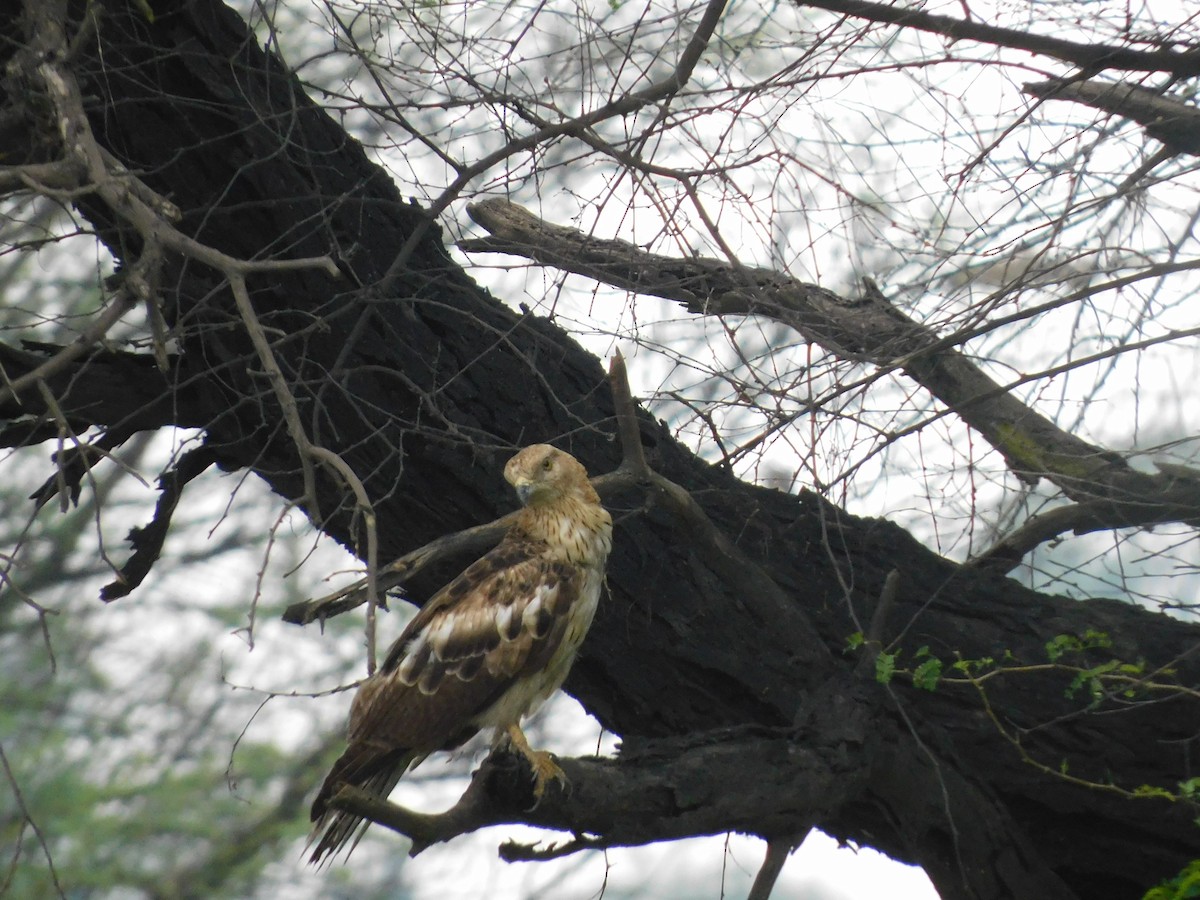 White-eyed Buzzard - kalpana jayaraman