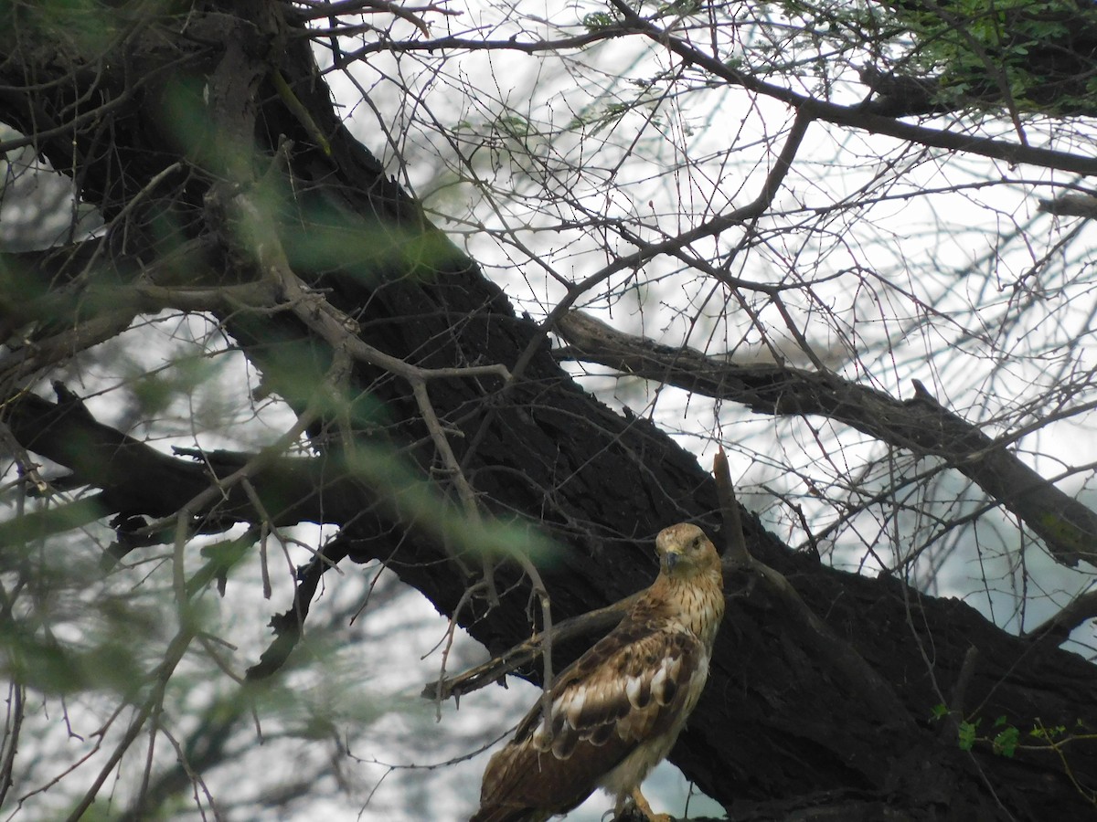 White-eyed Buzzard - ML611251274