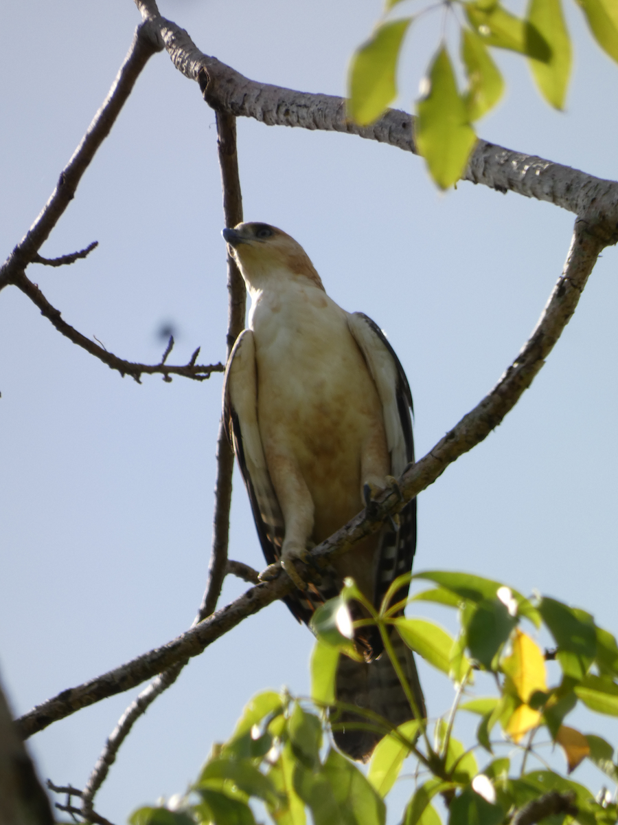 Philippine Hawk-Eagle - ML611251277