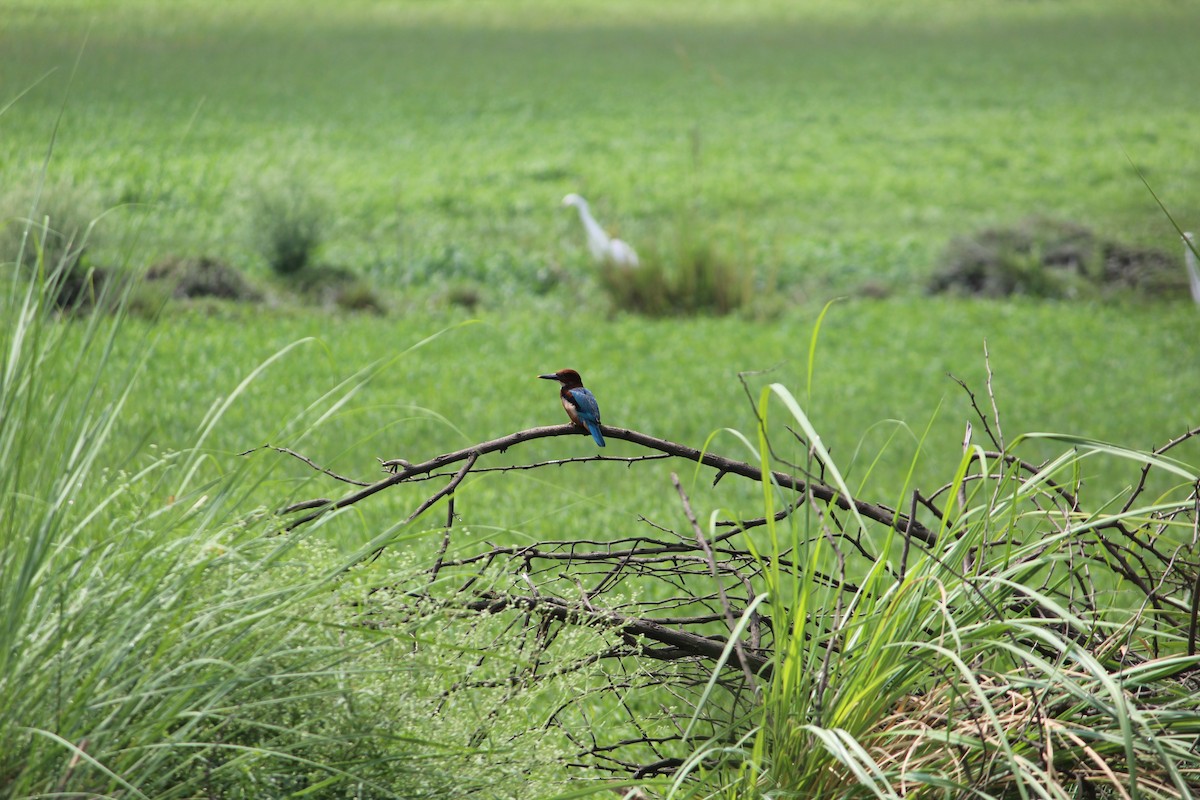 White-throated Kingfisher - kalpana jayaraman