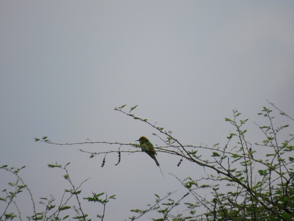 Asian Green Bee-eater - kalpana jayaraman