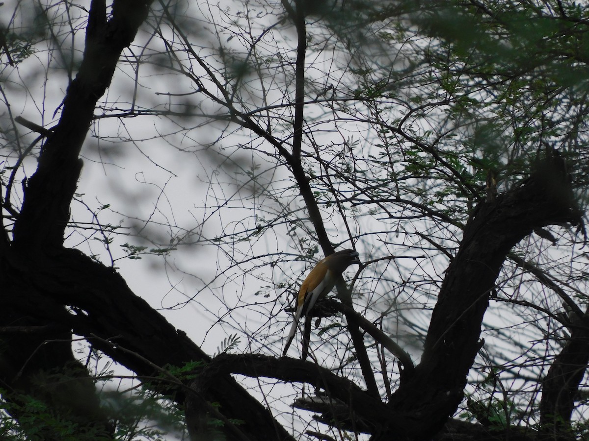 Rufous Treepie - ML611251327