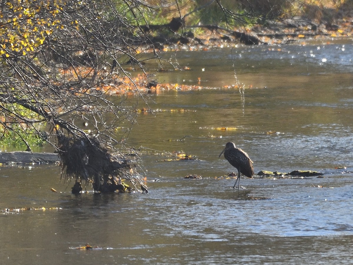 Limpkin - ML611251383