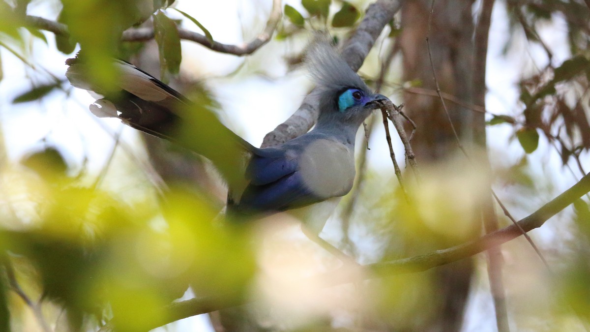 Crested Coua (Crested) - ML611251389