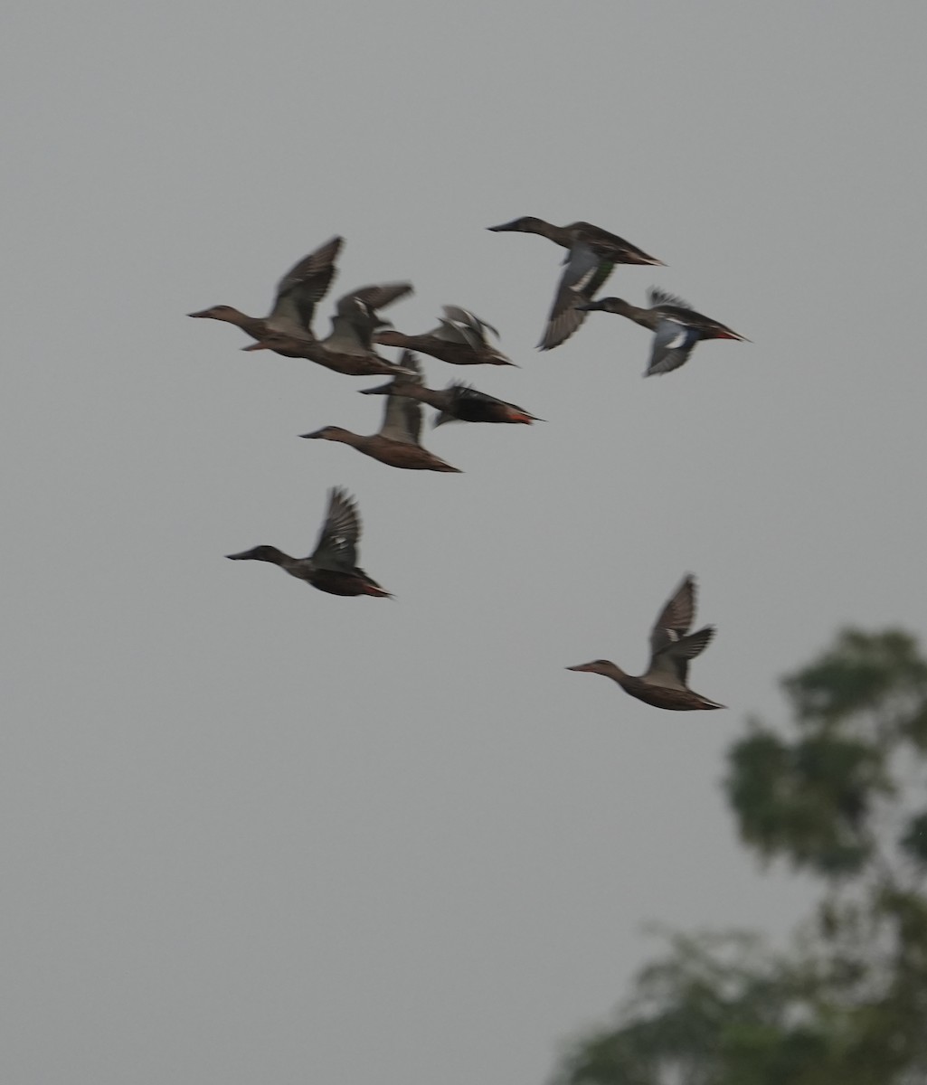 Northern Shoveler - ML611251474