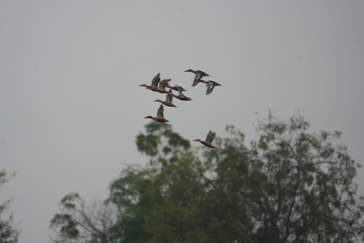 Northern Shoveler - ML611251475