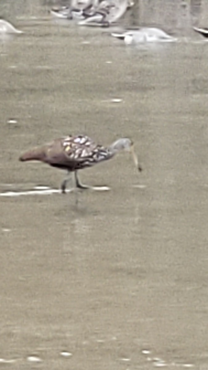 Limpkin (Speckled) - ML611251767