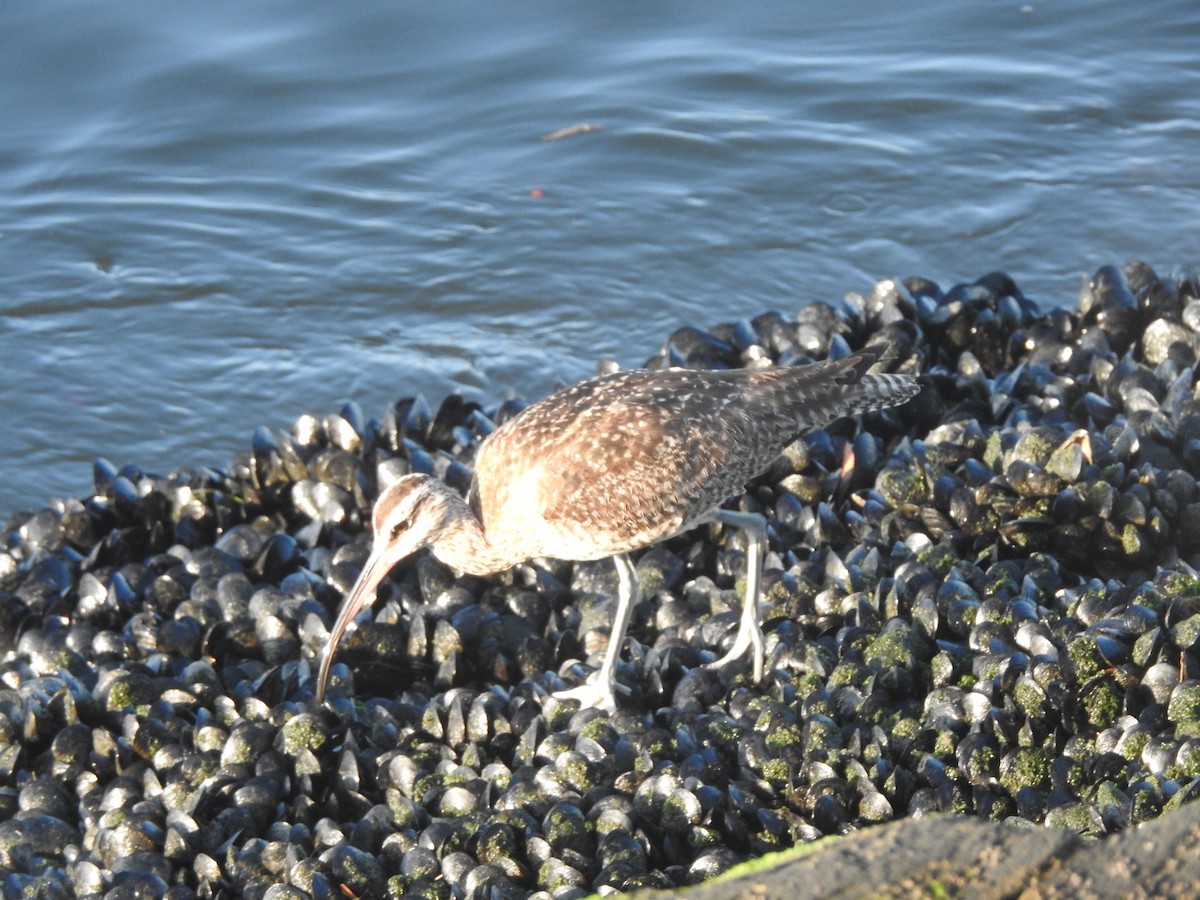 Whimbrel - Layton Pace