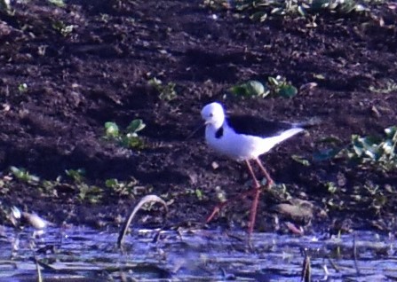 Pied Stilt - ML611251875