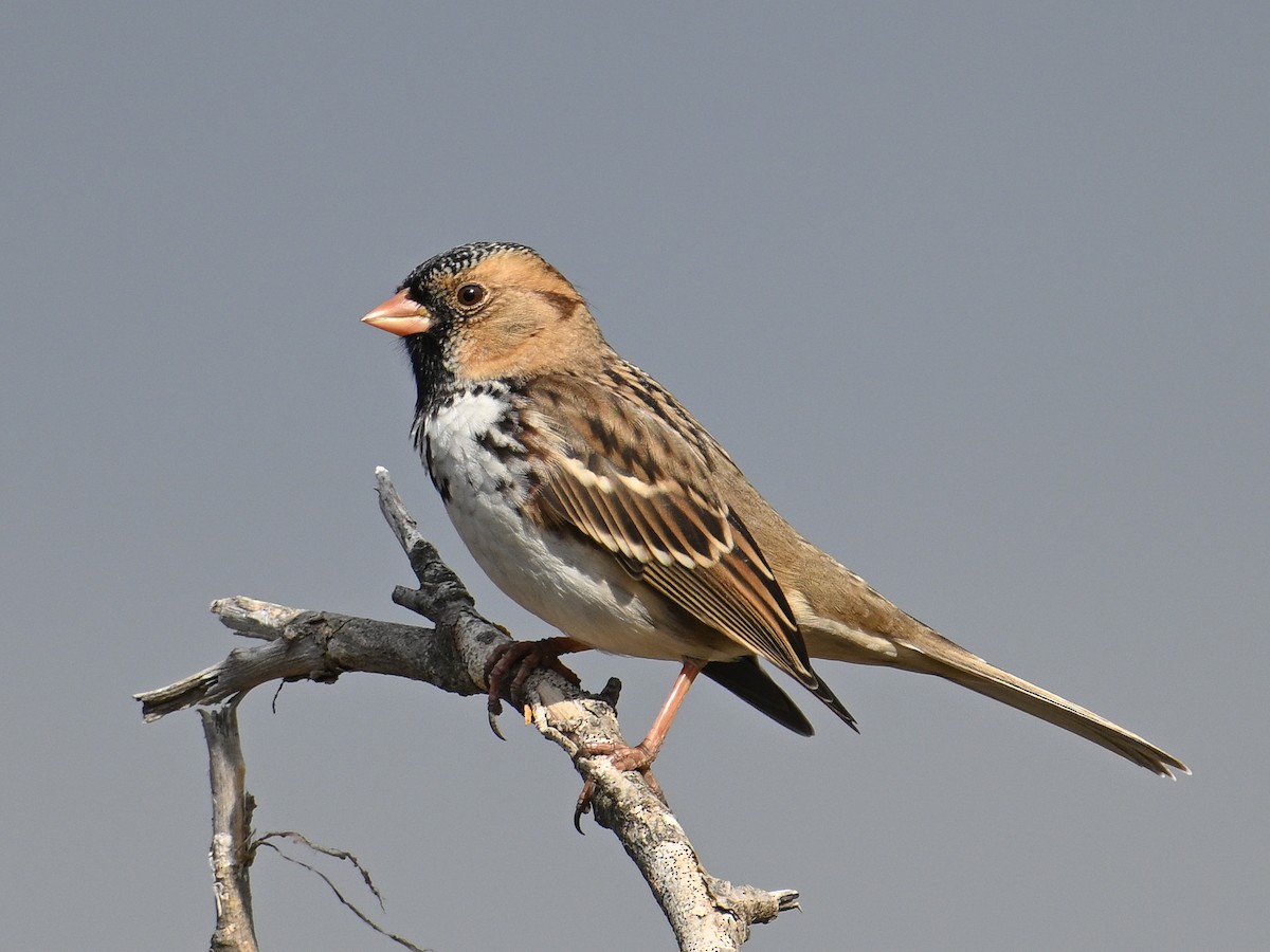 Harris's Sparrow - ML611251889