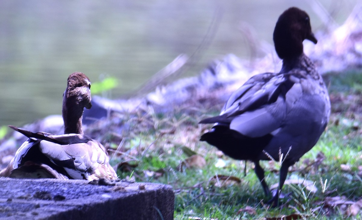 Maned Duck - ML611251898