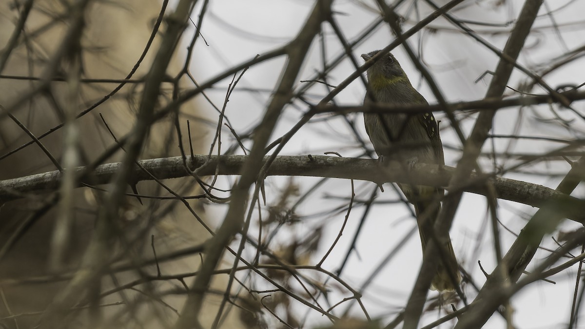 Yellow-throated Nicator - ML611251906