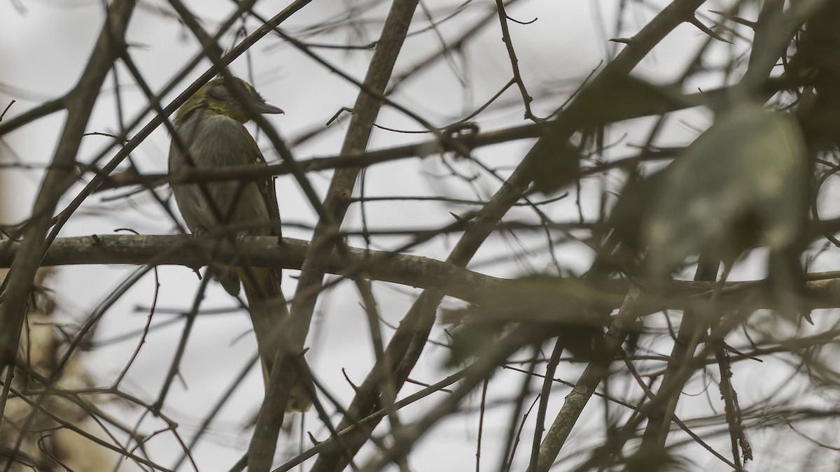 Yellow-throated Nicator - ML611251907