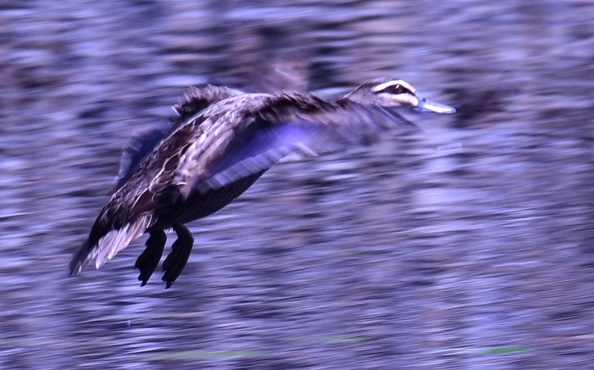 Pacific Black Duck - ML611251916