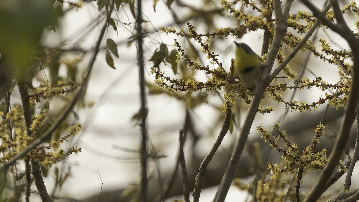 Apalis Pechigualdo (grupo flavida) - ML611251986