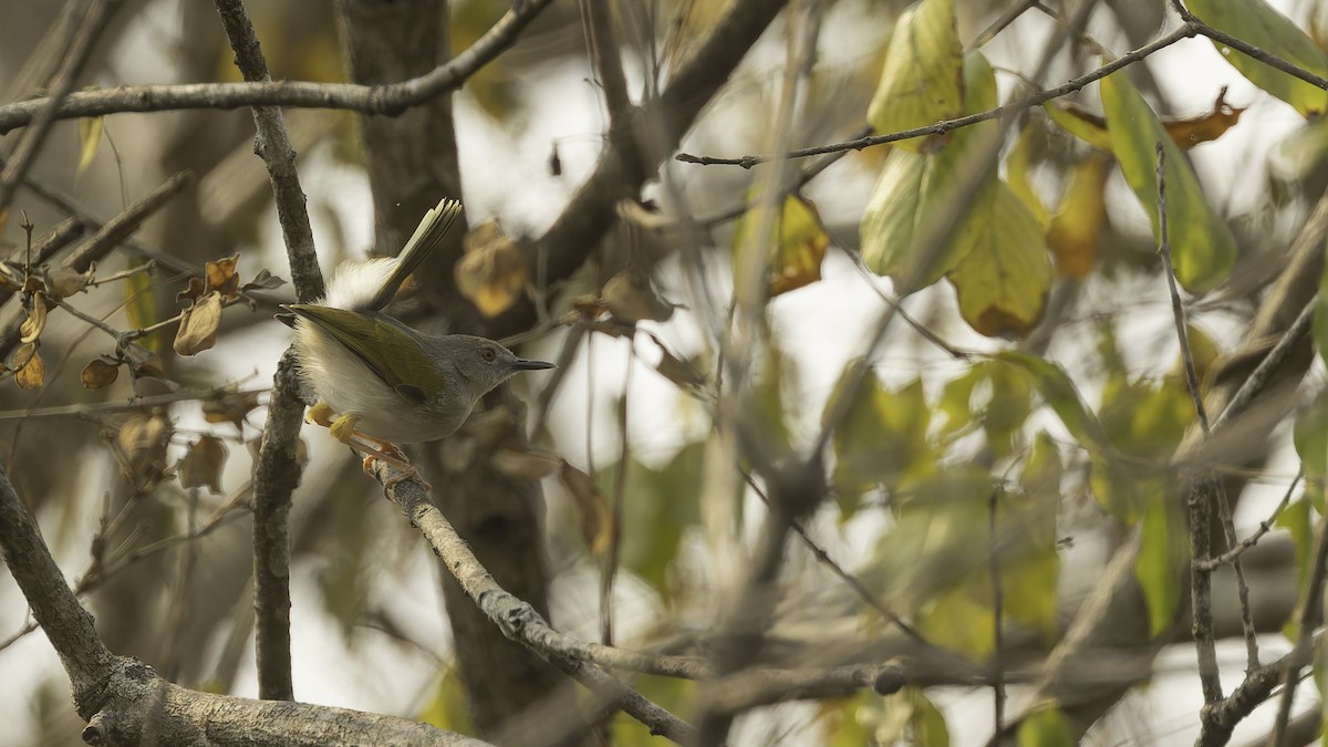 Hartert's Camaroptera - Robert Tizard