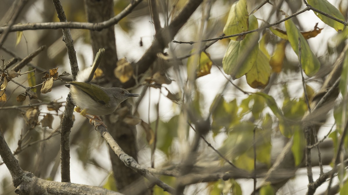 Hartert's Camaroptera - Robert Tizard