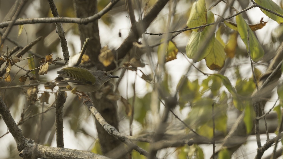 Hartert's Camaroptera - Robert Tizard