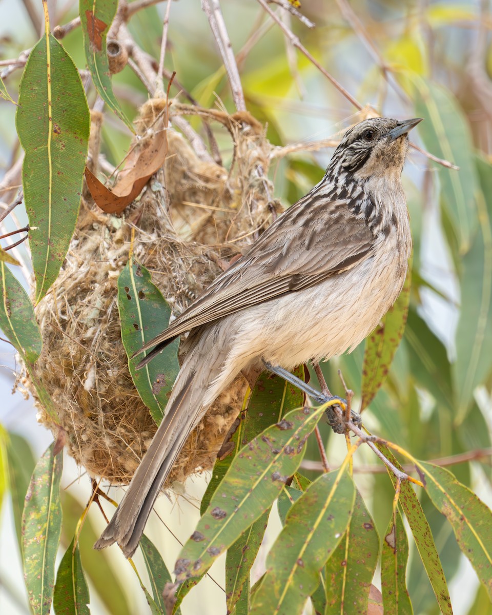 Striped Honeyeater - ML611252053