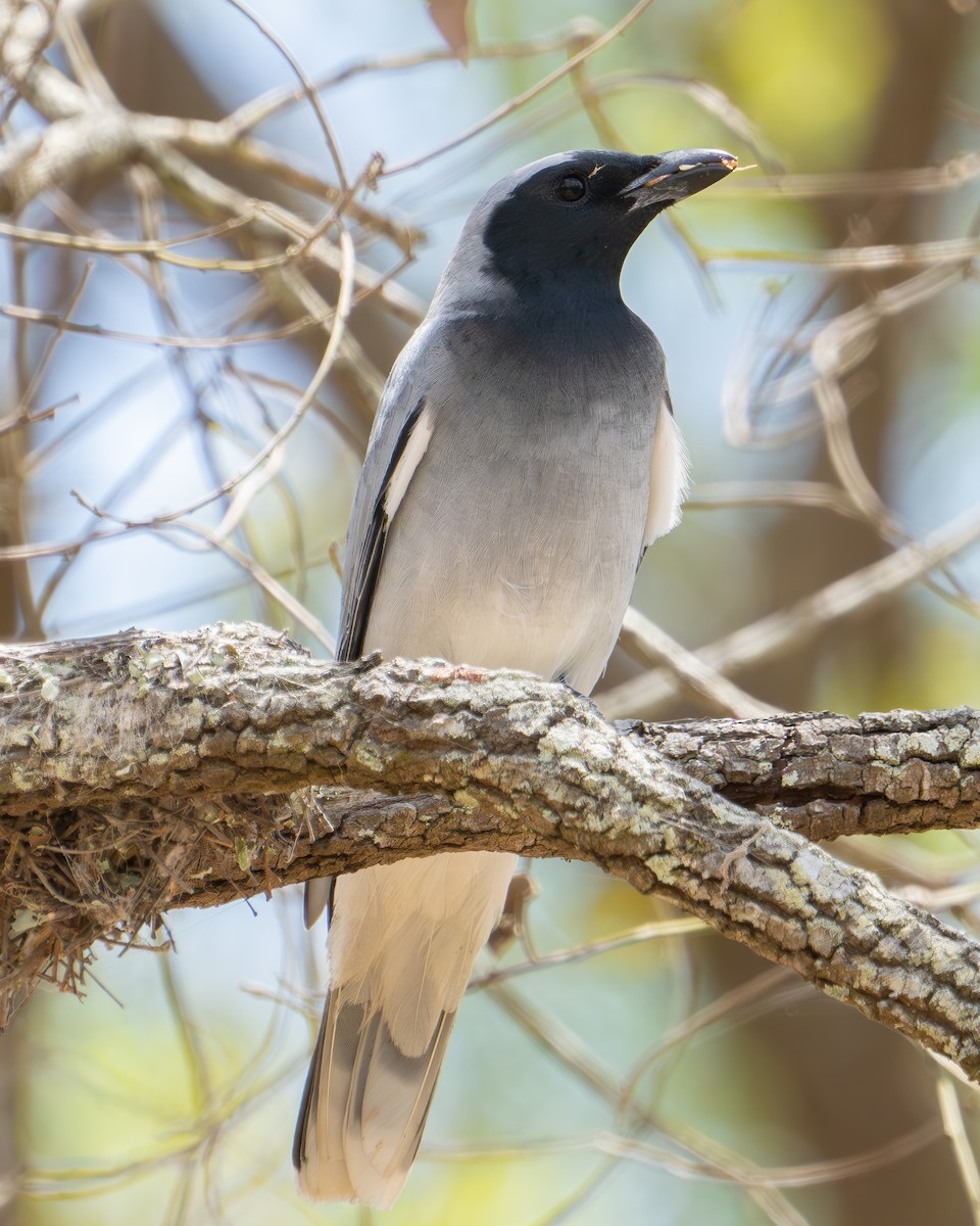 Black-faced Cuckooshrike - Bernadett Kery