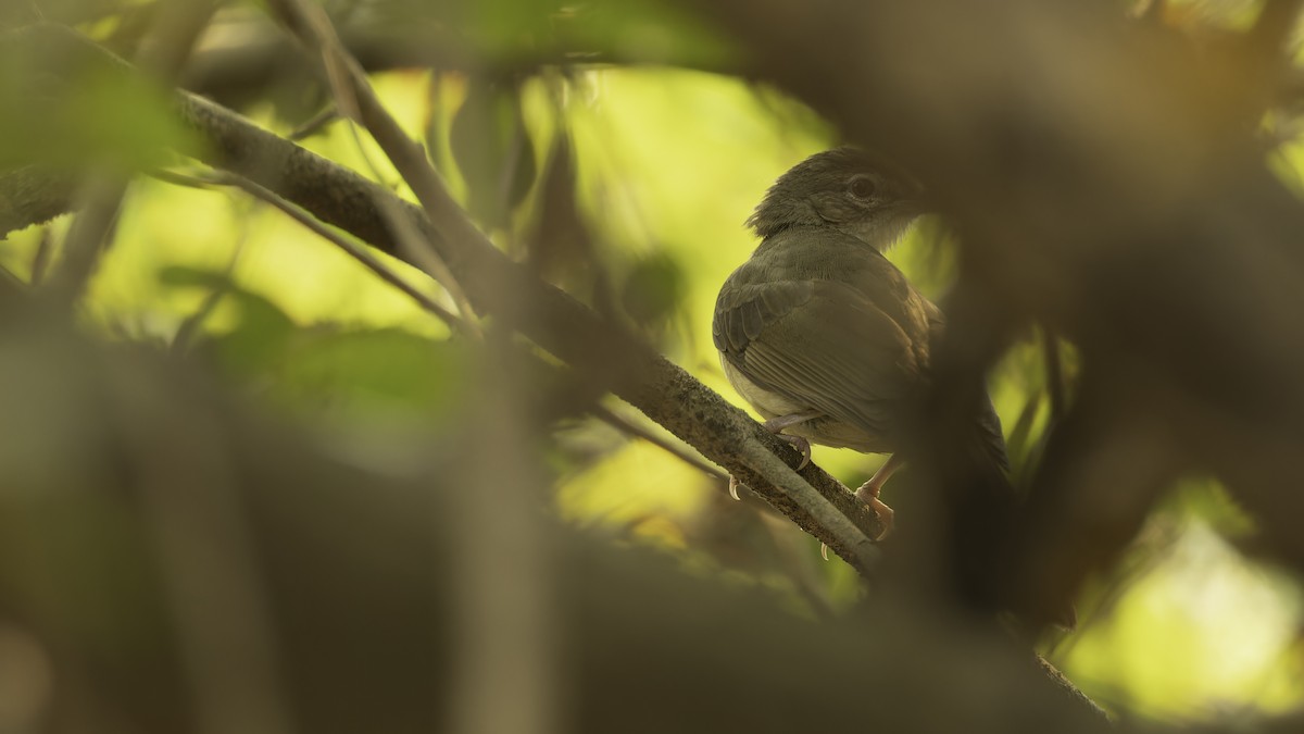 Pale-olive Greenbul - ML611252061