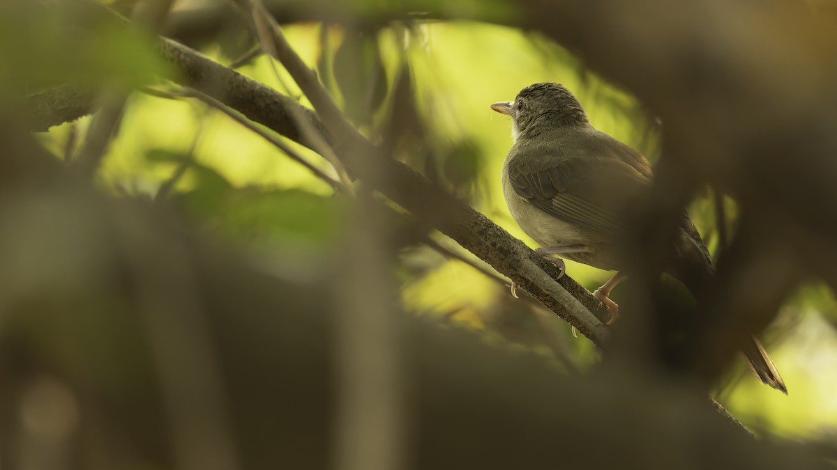 Pale-olive Greenbul - ML611252062