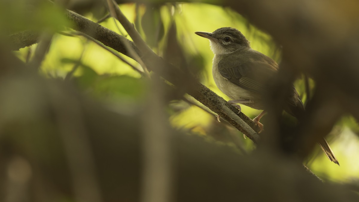 Pale-olive Greenbul - ML611252063