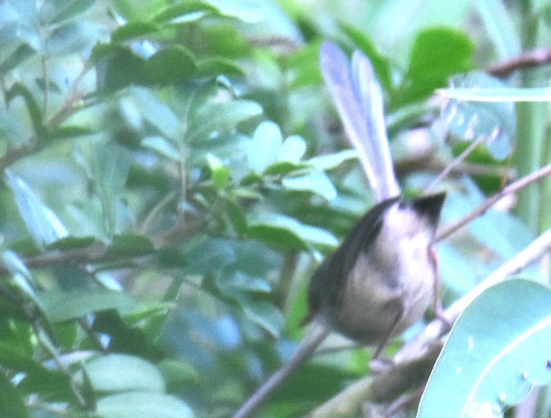 Variegated Fairywren - ML611252070