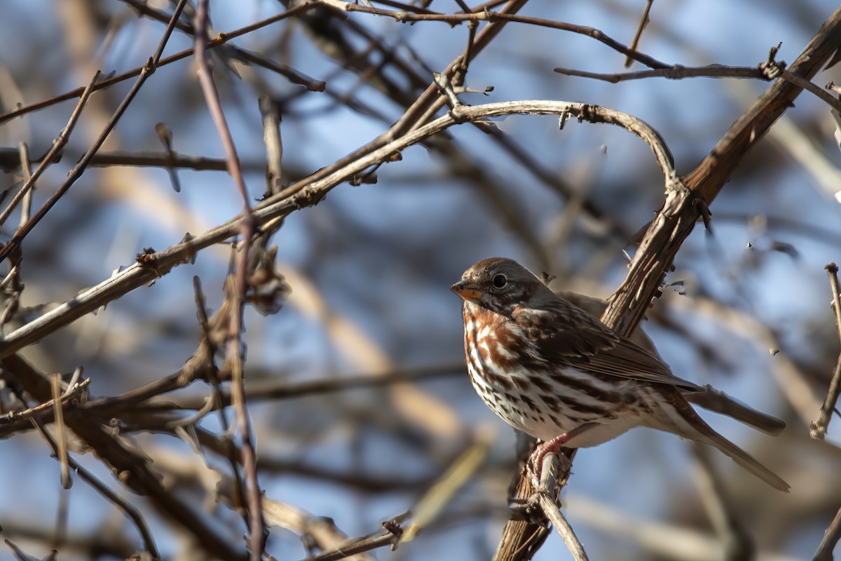 Fox Sparrow (Red) - ML611252088