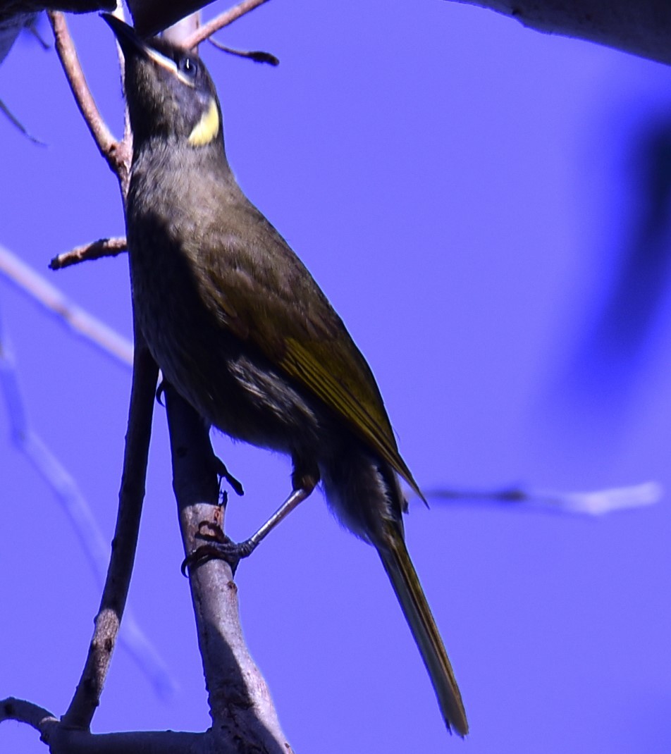 Lewin's Honeyeater - ML611252091