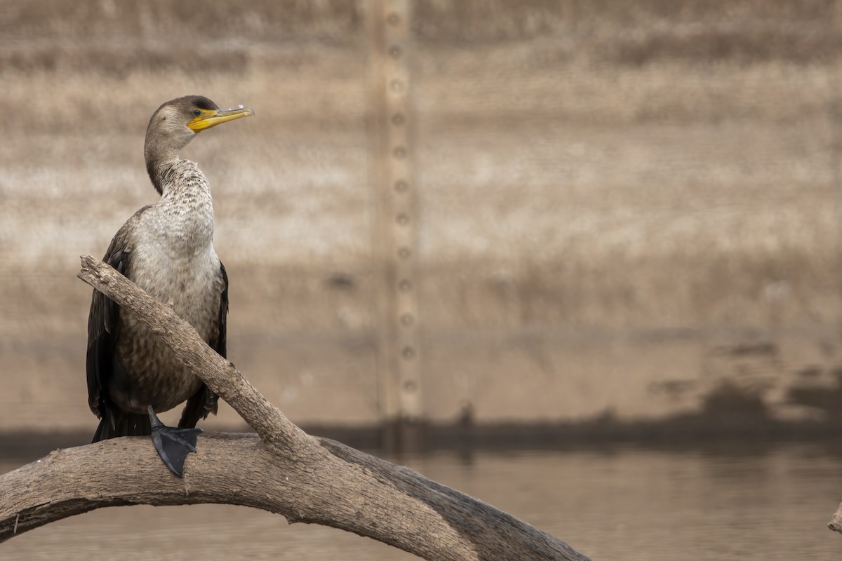 Double-crested Cormorant - Cody Bassindale