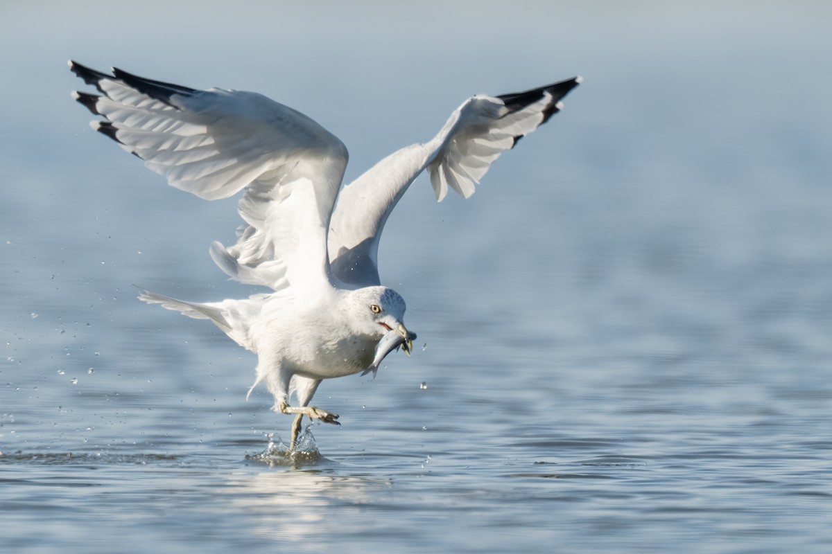 Ring-billed Gull - ML611252177